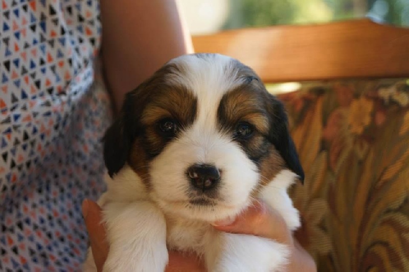 Du Moulin De La Combe - Petit chien hollandais de chasse au gibier d'eau - Portée née le 04/07/2015