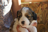 CHIOT