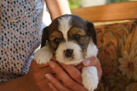 CHIOT