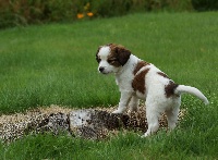 CHIOT