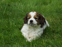 CHIOT