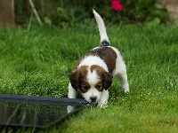 CHIOT