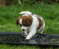 CHIOT