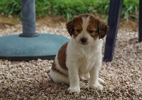 CHIOT