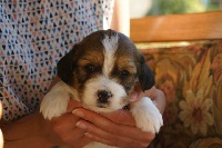 CHIOT