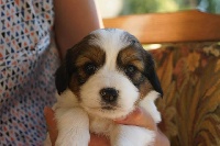 CHIOT