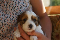 CHIOT